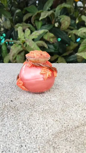 ✨ La Elegancia Natural de la Pócima de Arce ✨